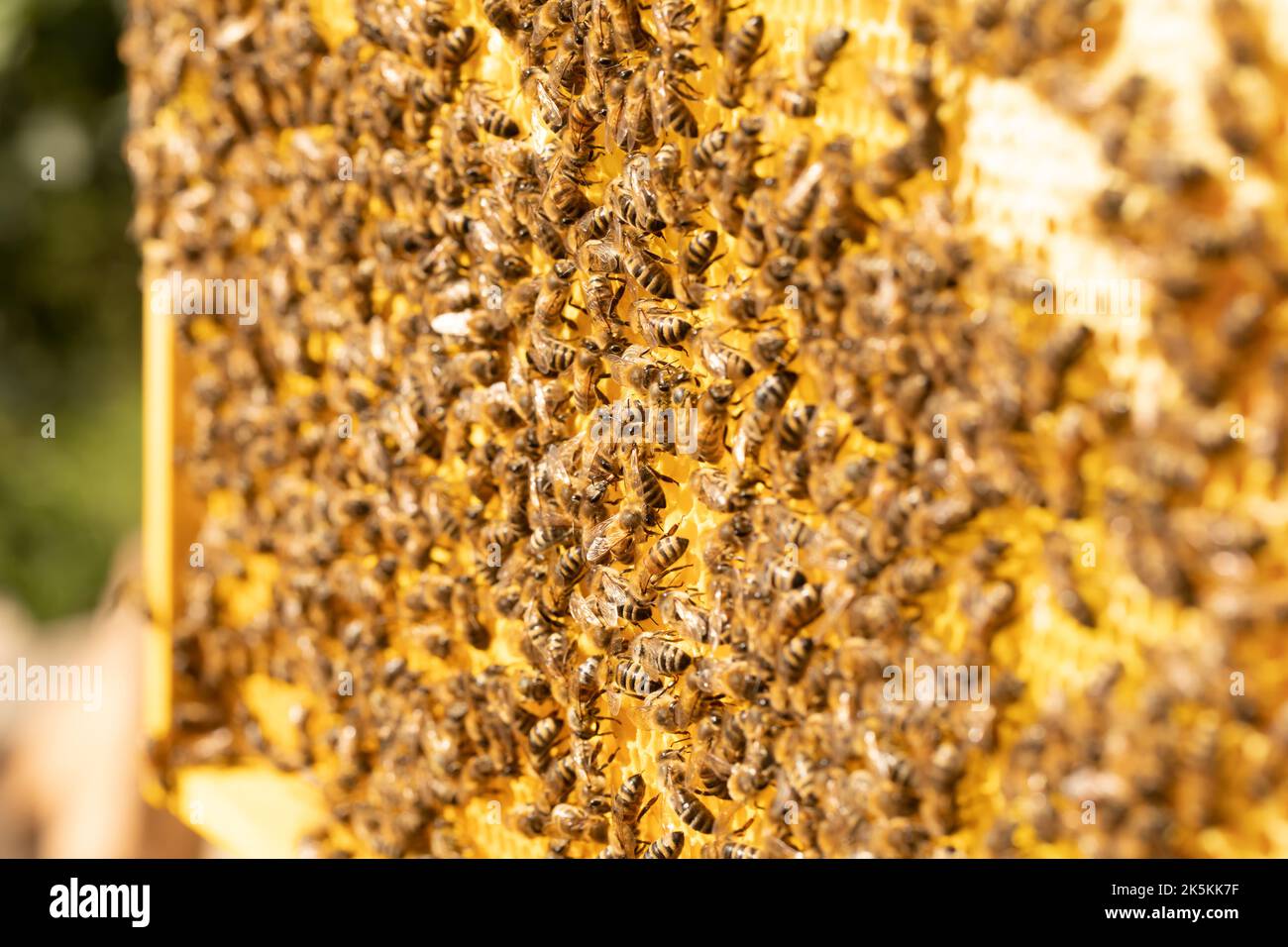 Fuoco selettivo dell'ape sul primo piano a nido d'ape. Le api lavorano su una cornice con miele. Foto Stock