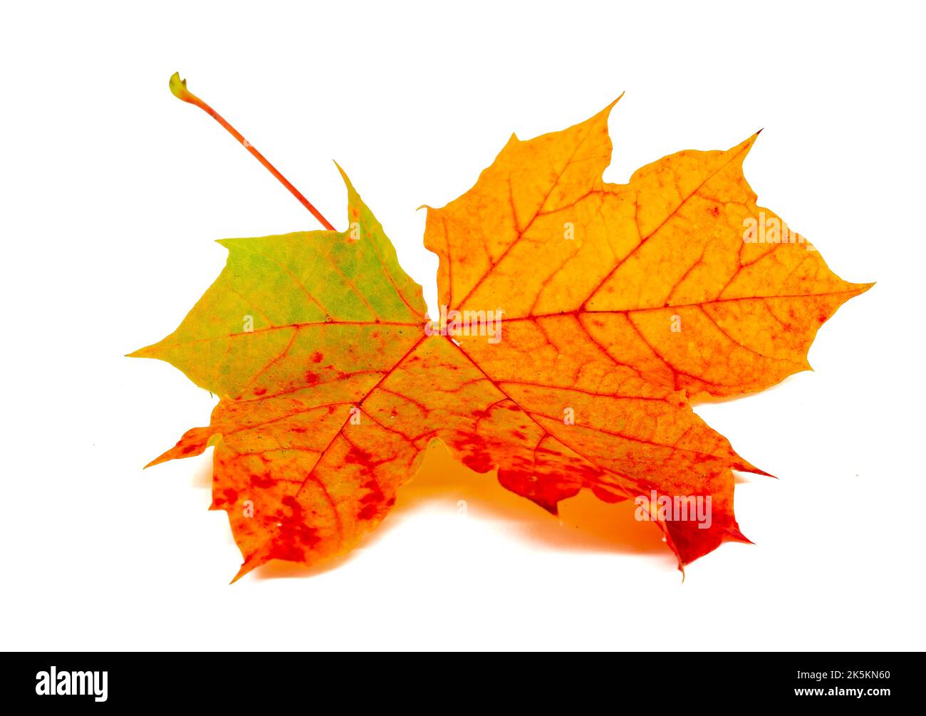 Colori colorati di una foglia di acero isolato in autunno Foto Stock