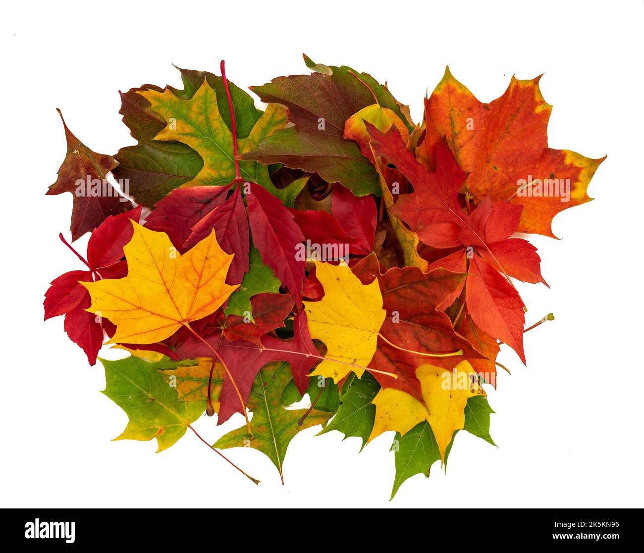 Colori foglie d'autunno isolato sfondo bianco Foto Stock