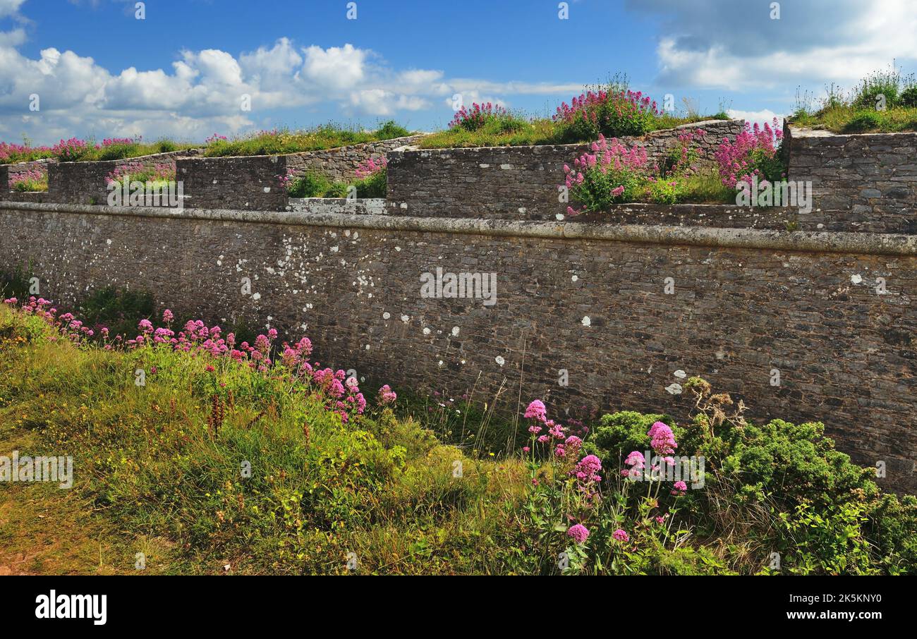 Rosso valeriano cresce sui merli del forte napoleonico a Berry Head, Devon Sud. Foto Stock