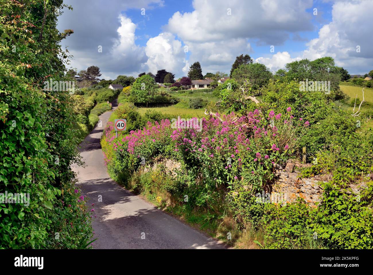 Rosso valeriano che cresce su un muro di strada a Berry Head, Devon Sud. Foto Stock