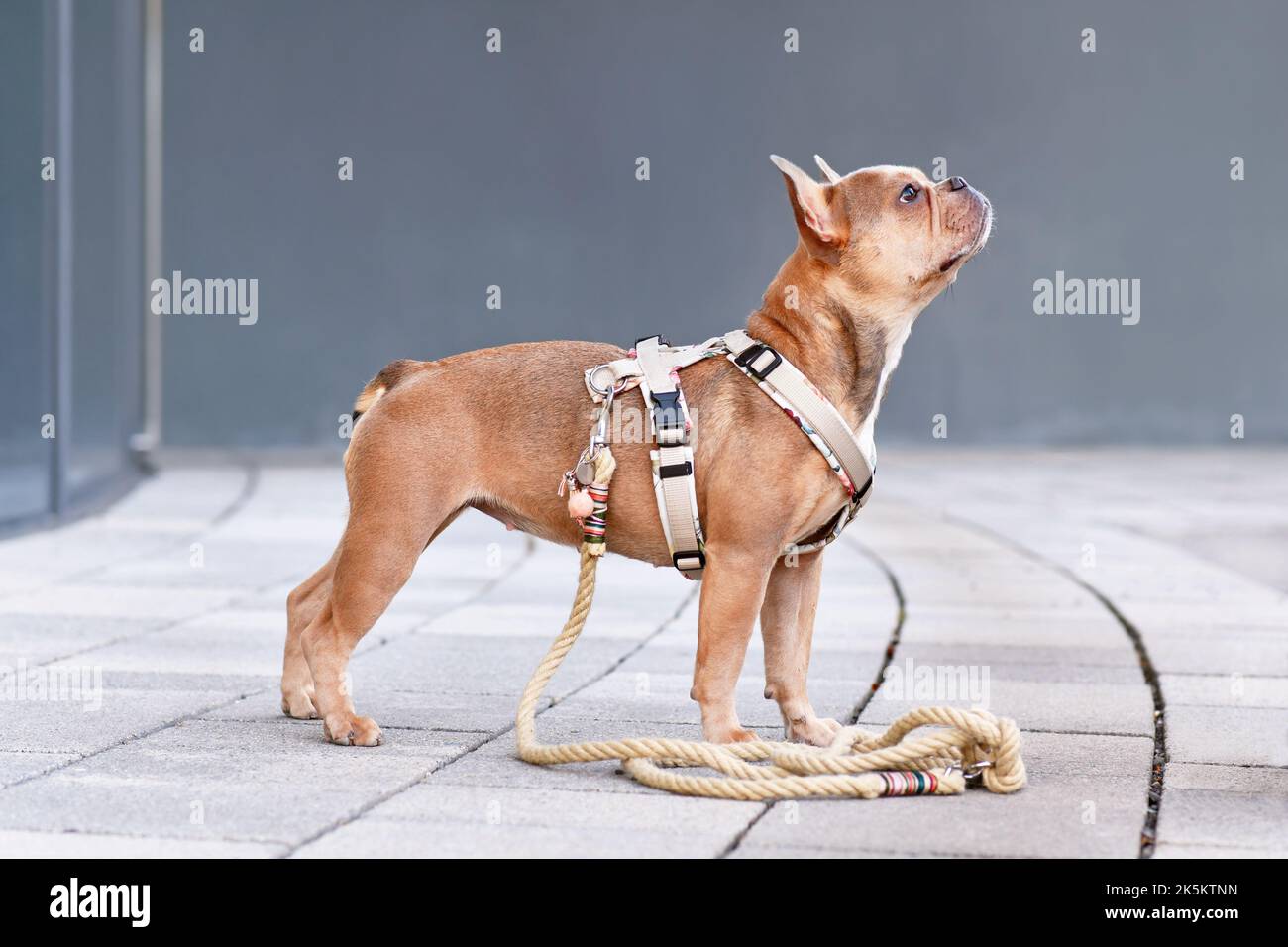 Vista laterale del Bulldog francese con imbracatura per cani con guinzaglio di corda di fronte alla parete grigia Foto Stock