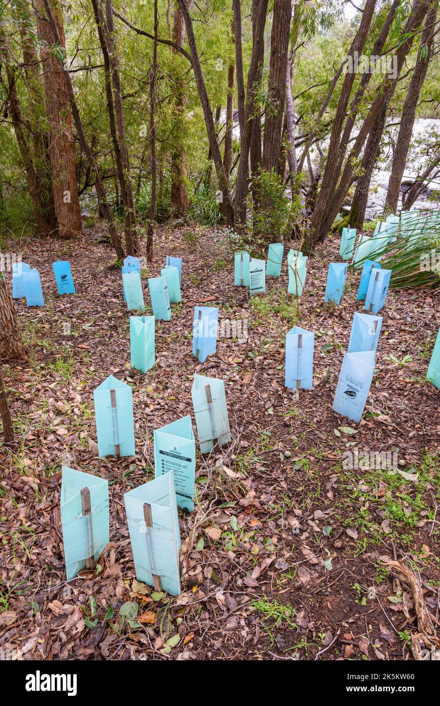 Guardie dell'albero che proteggono le piante giovani dai parassiti e dal vento mentre rigenerano le rive del fiume Margaret, Australia Occidentale Foto Stock