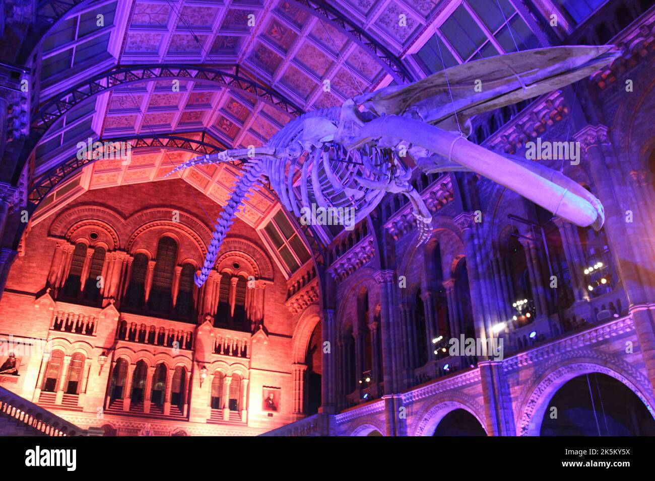 Blue Whale Skeleton chiamato 'Hope' in Hintze Hall, Natural History Museum, Londra, Regno Unito Foto Stock