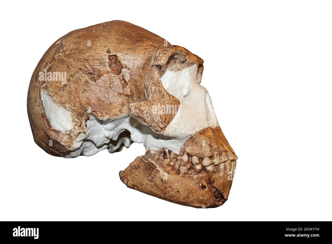 Homo naledi Foto Stock
