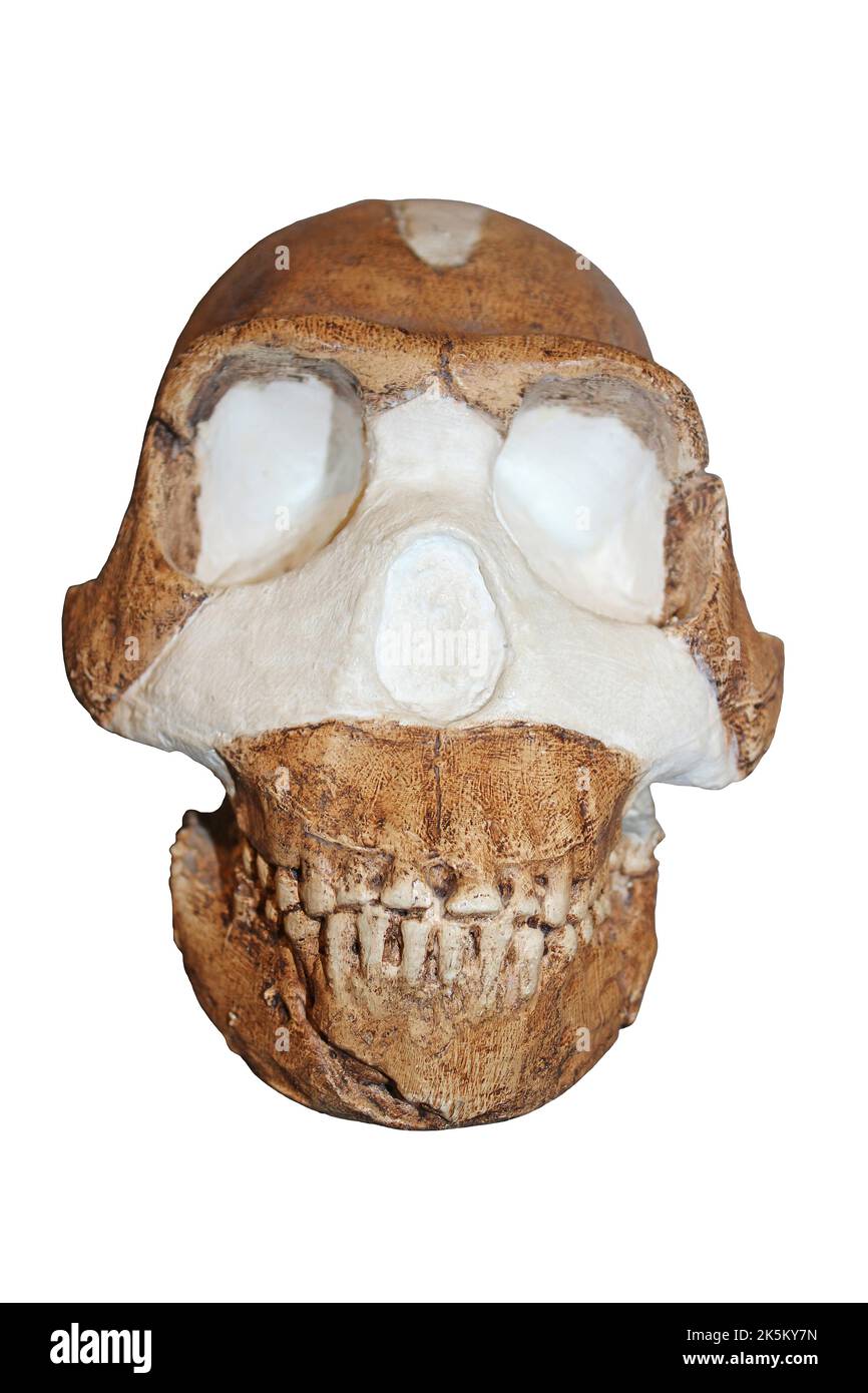 Homo naledi Foto Stock