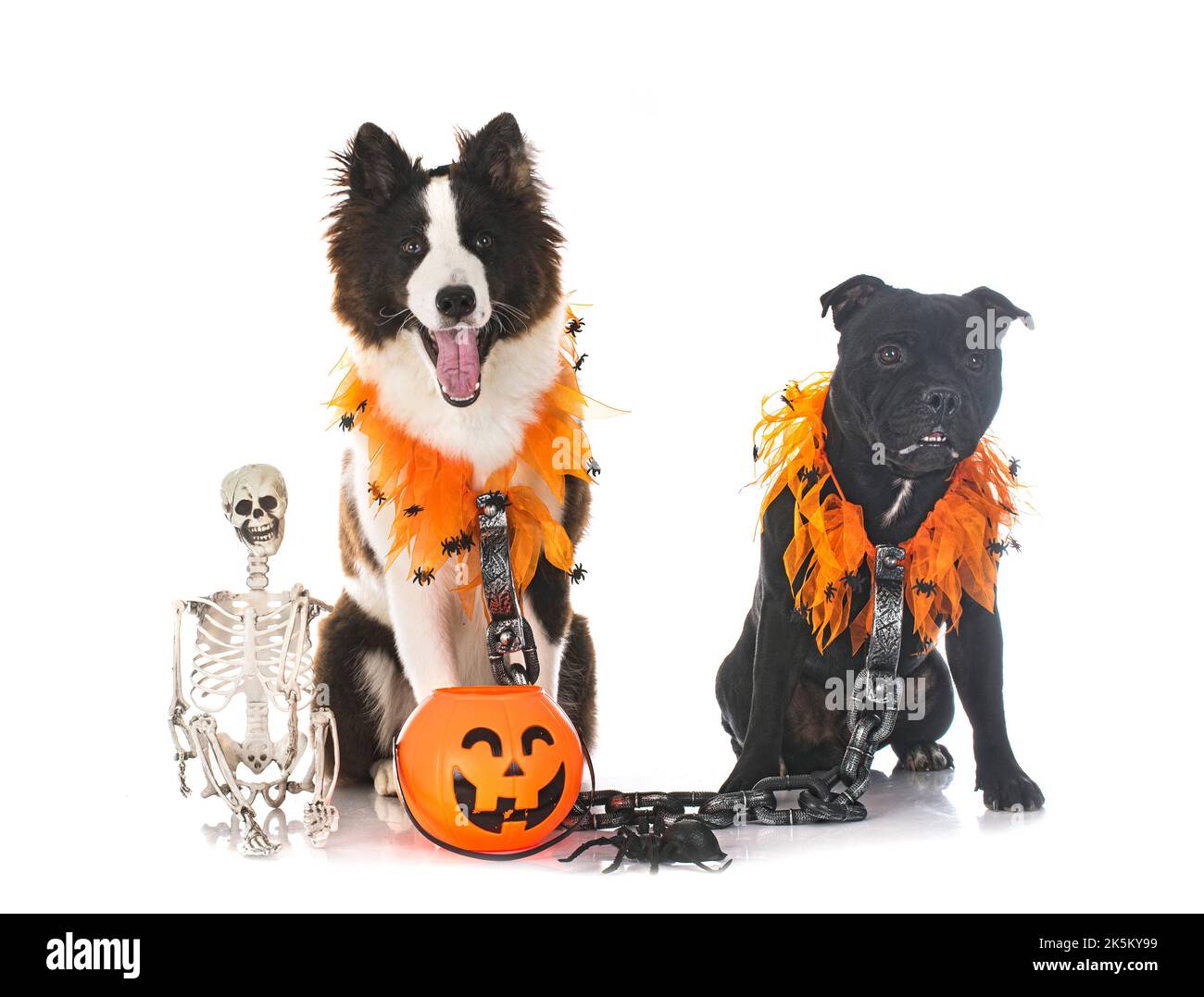Cani e halloween di fronte a uno sfondo bianco Foto Stock