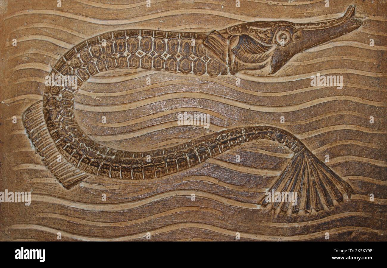 Pipefish Art nel Museo di Storia Naturale di Londra Foto Stock