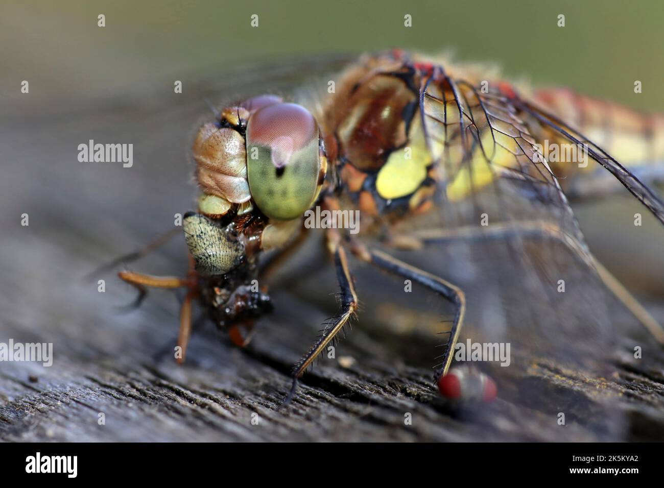 Comune Darter Sympetrum striolatum mangiare Fly Foto Stock