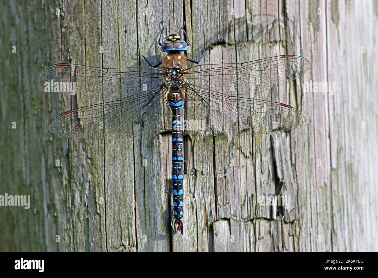 Migrante Hawker Aeshna mixta - maschio Foto Stock