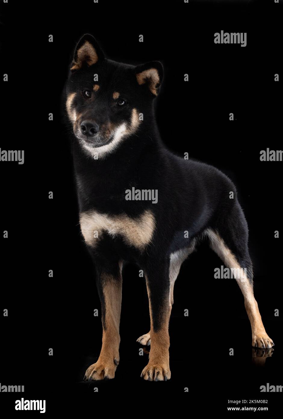 shiba inu di fronte a sfondo nero Foto Stock