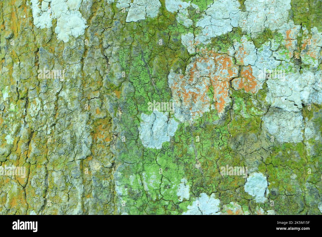 Tessuto goffrato della corteccia di quercia. Foto panoramica della struttura di quercia. Foto Stock
