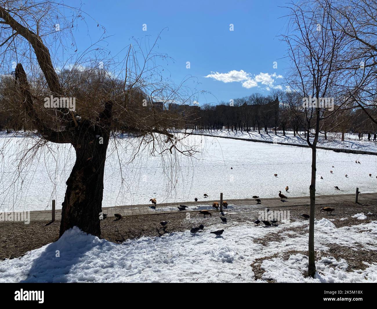 inverno nel parco della città a giorno di sole secco Foto Stock