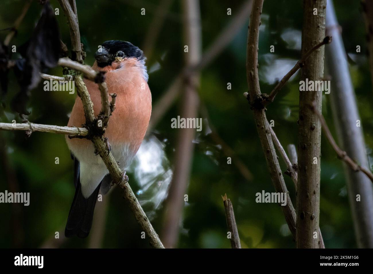 Bullfinch (pirrhula pirrhula) con un'infezione oculare che guarda crosta intorno al bordo con una crescita simile a verruca, UK Foto Stock