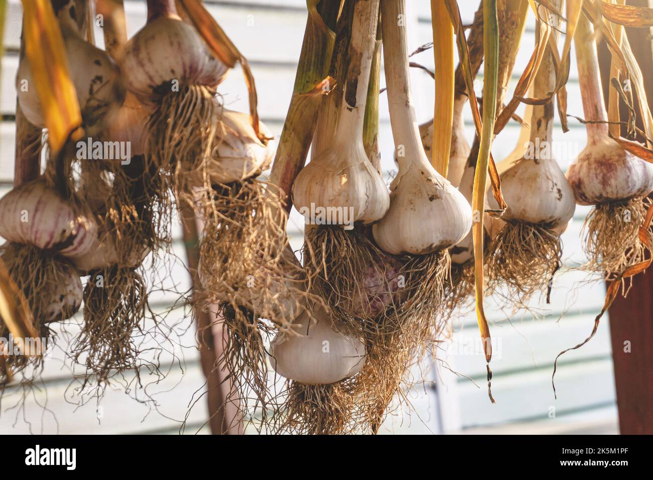 Guarire l'aglio appendendolo a grappoli. Asciugando l'intera pianta dell'aglio, bulbo, radici e gambo all'aperto. Foto Stock