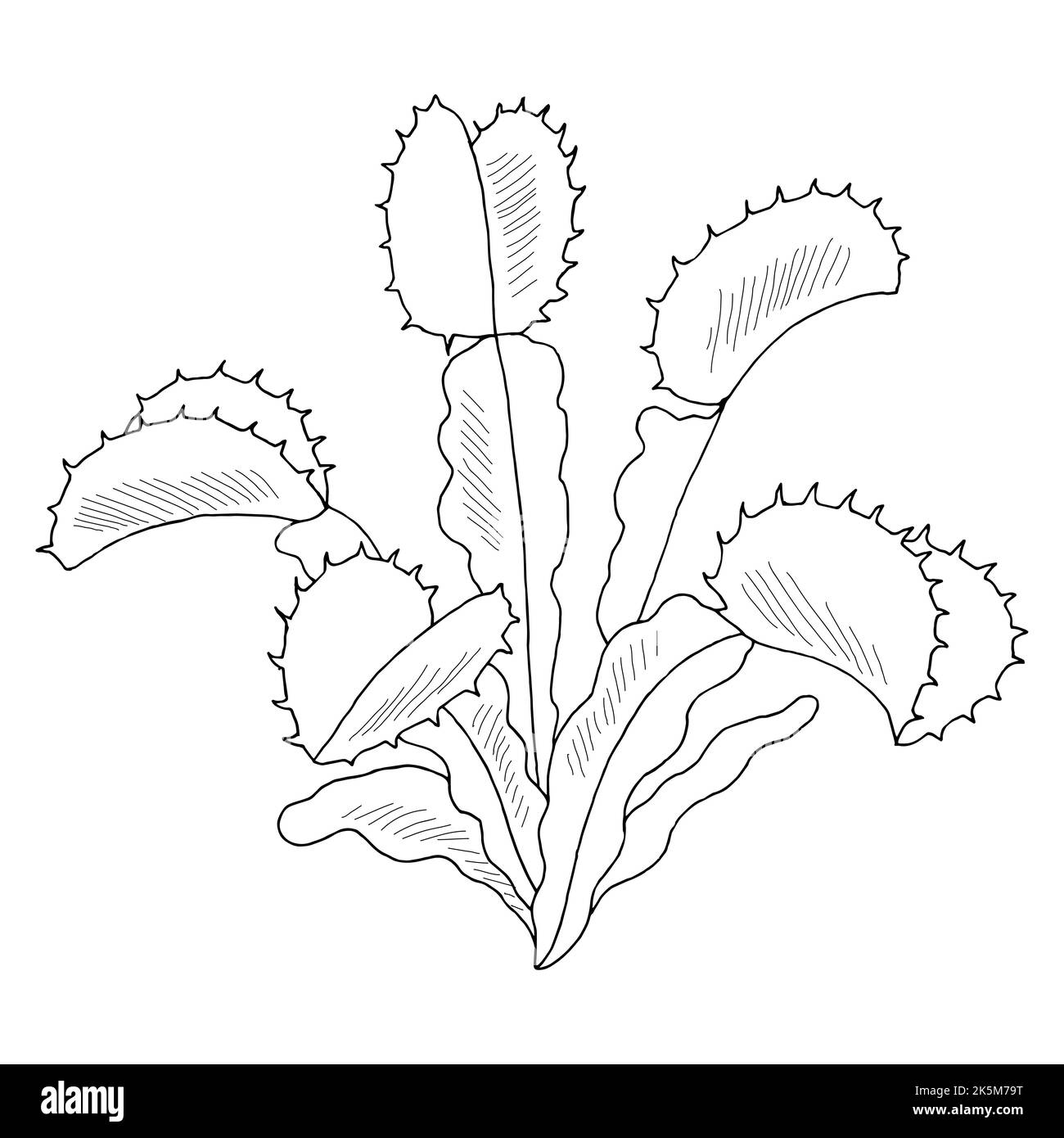 Venus flytrap pianta grafica nero bianco isolato schizzo vettore di illustrazione Illustrazione Vettoriale
