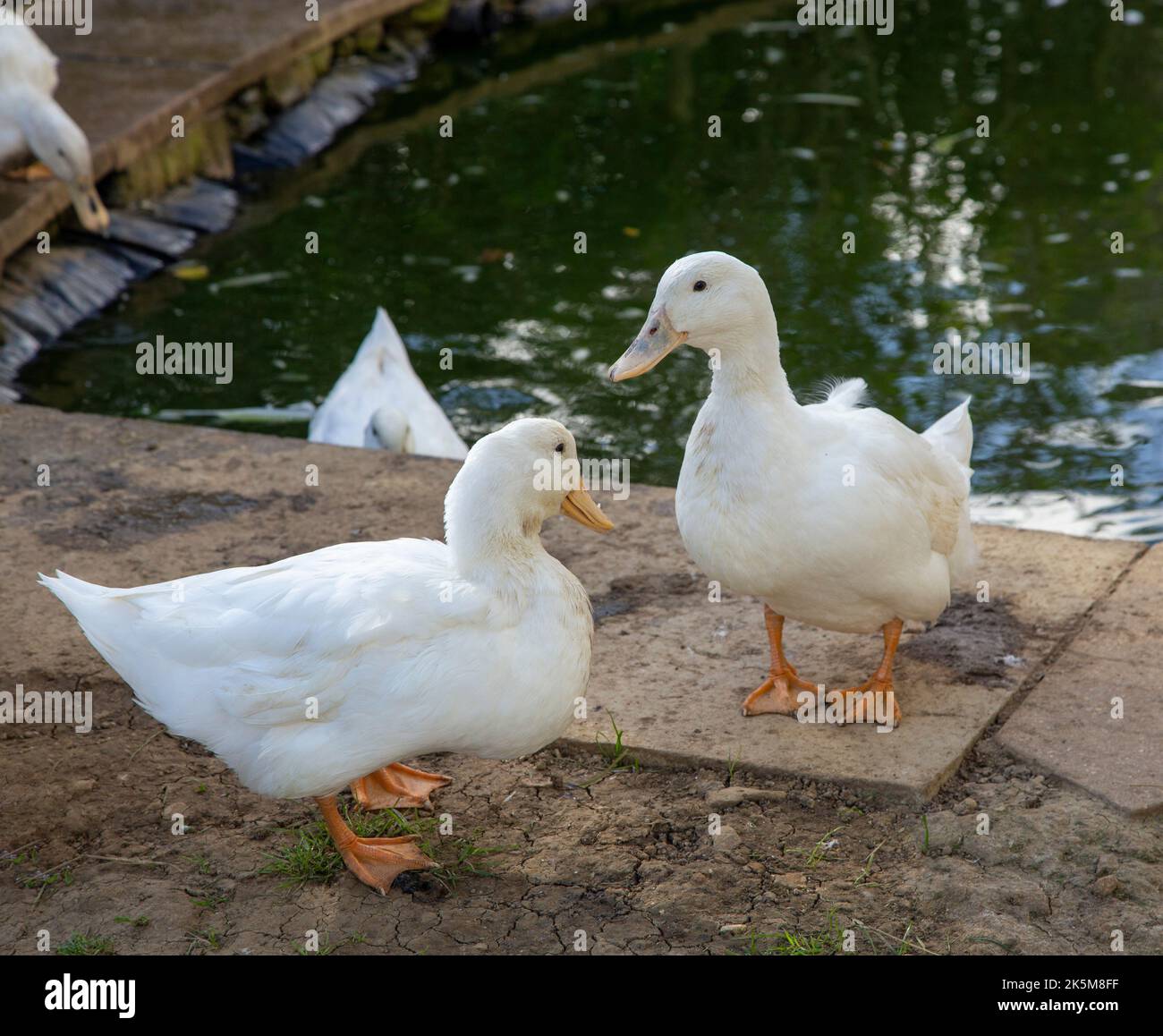 Aylesbury anatre accanto a un piccolo stagno Foto Stock