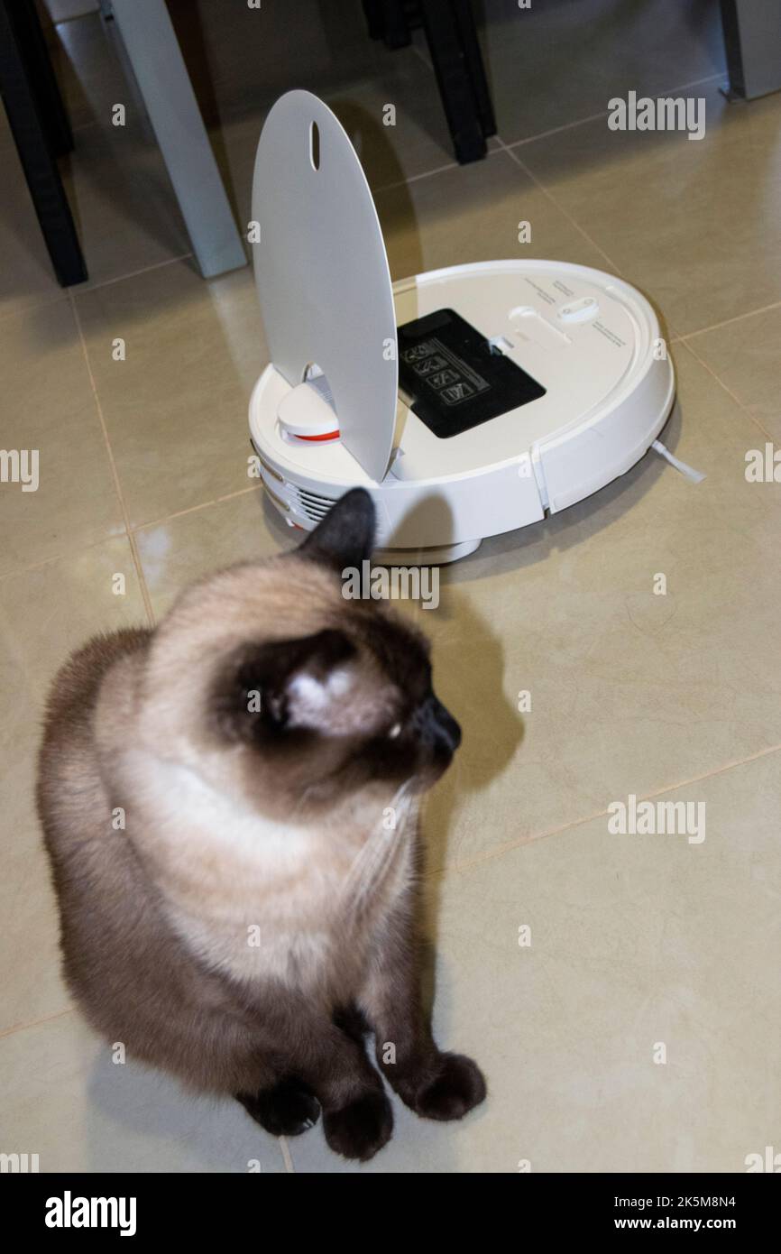 Aspirapolvere robot automatico Xiaomi mi Smart e gatto siamese nella stessa stanza. Vita intelligente, animali domestici a casa. Ogni giorno la vita moderna. Foto Stock