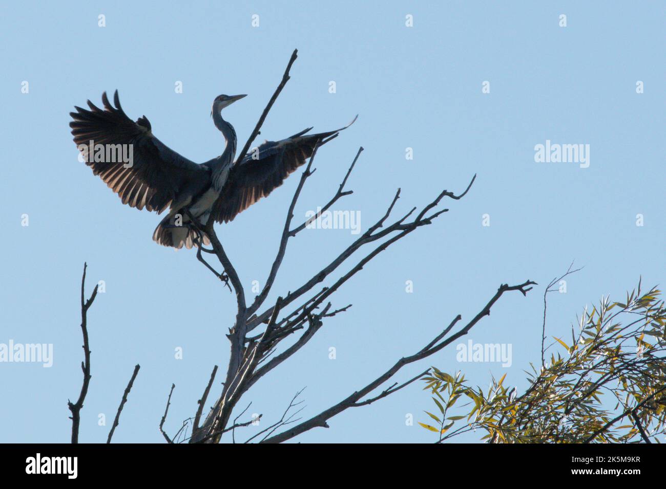 Un Heron pesca sulla riva del fiume del Grande Ouse a Ely, Cambridgeshire, 9th ottobre 2022 Foto Stock