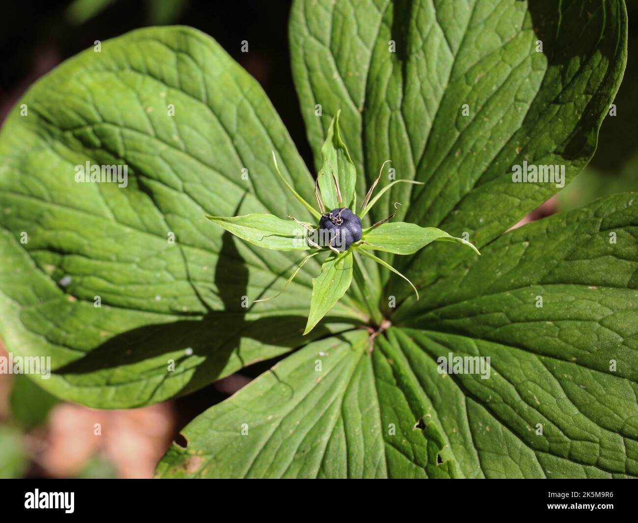 Il vero nodo dell'amante (nome latino: Quadrifolia di Parigi) nella Serbia orientale Foto Stock