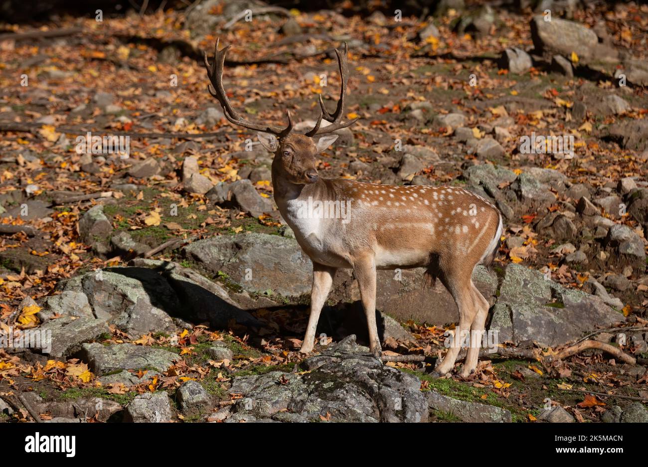Capriolo di daino con grandi corna in piedi nella foresta in autunno in Canada Foto Stock