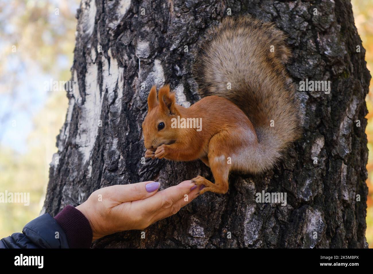 un popolo si prende cura della nutrizione dello scoiattolo alimentandolo con i dadi dal palmo della mano Foto Stock