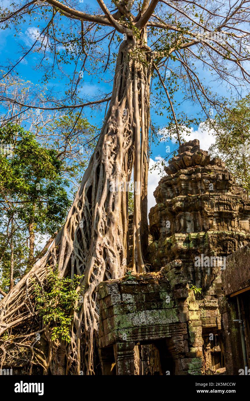 Un grande albero alto visto accanto ad una delle rovine di un edificio a Ta Prohm, Tempio di Angkor. Foto Stock