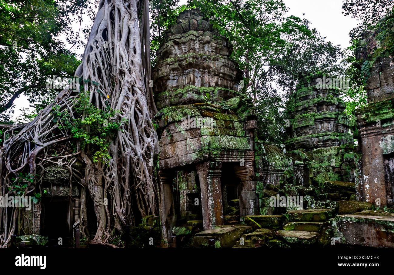 Un vecchio albero nella giungla e Ta Prohm edificio si sono fusi in uno. Foto Stock