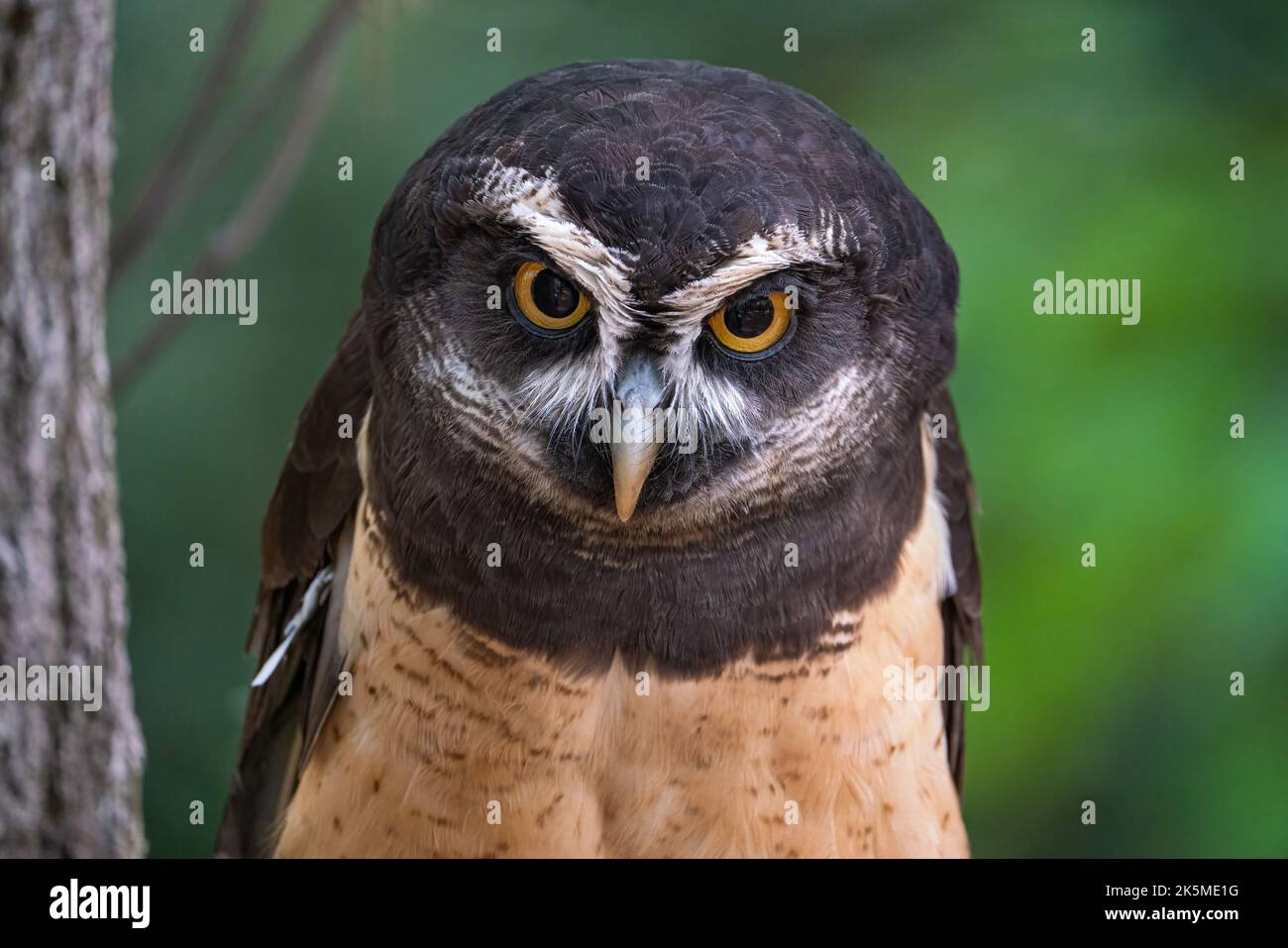 Un ritratto di gufo spettacolare Foto Stock