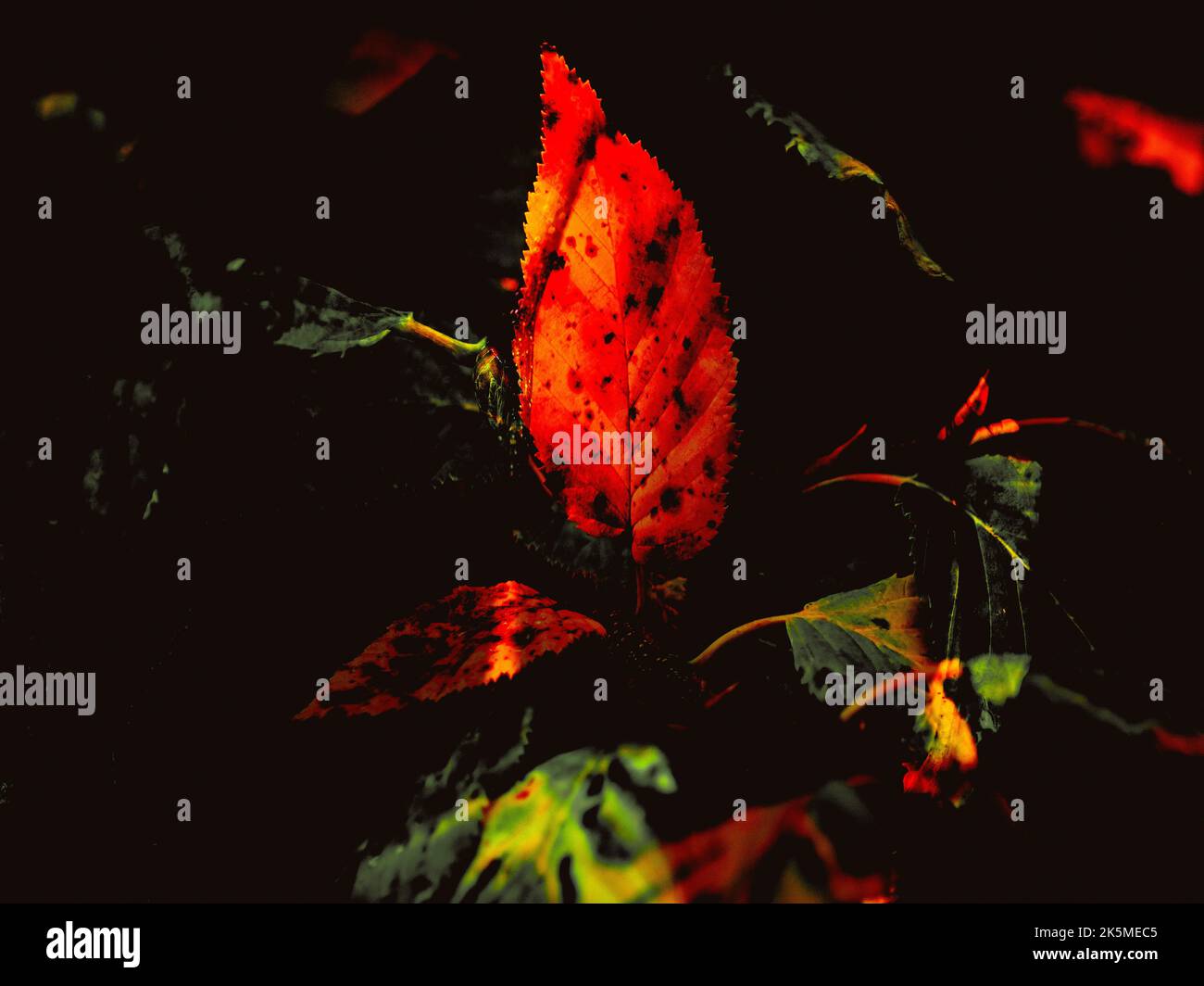 AUTUNNALE : MAGIA AUTUNNALE Foto Stock