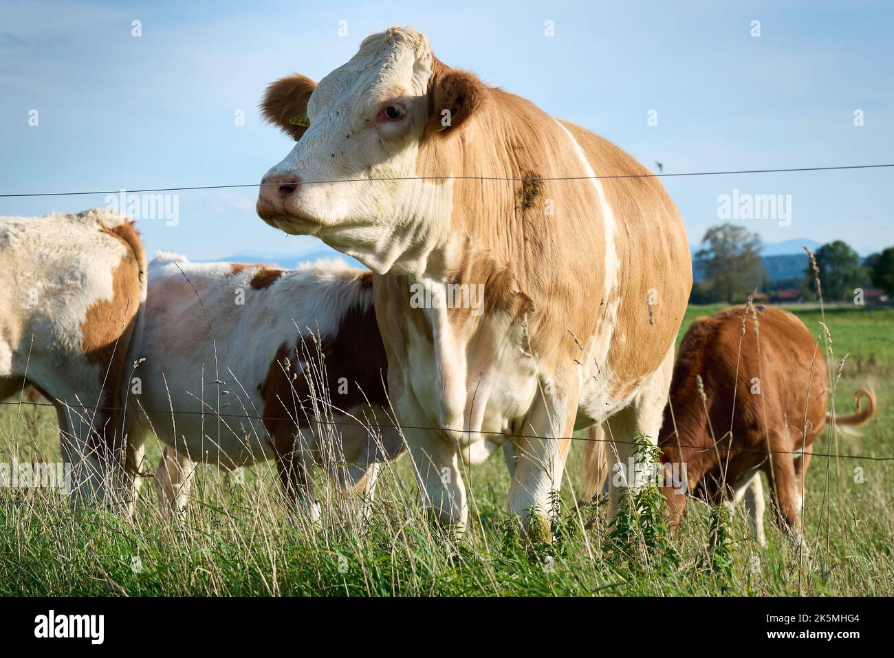 Madre Cow sul pascolo Foto Stock