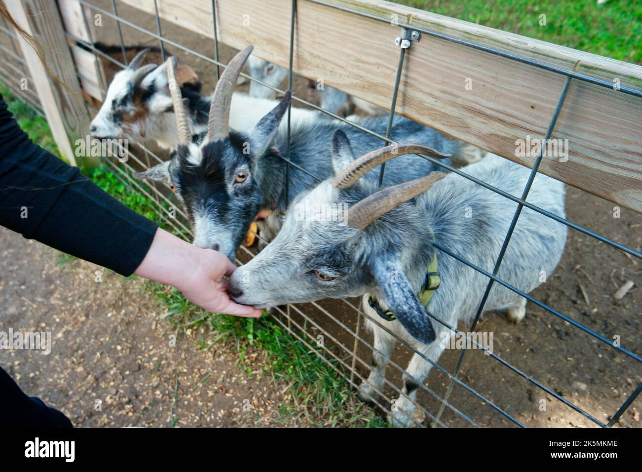 Pila Di Pannolini Con Orsacchiotto Giocattolo Sul Tavolo Set Per Ragazza Ragazzo Per Gm1405572180 457431062 - Foto 2