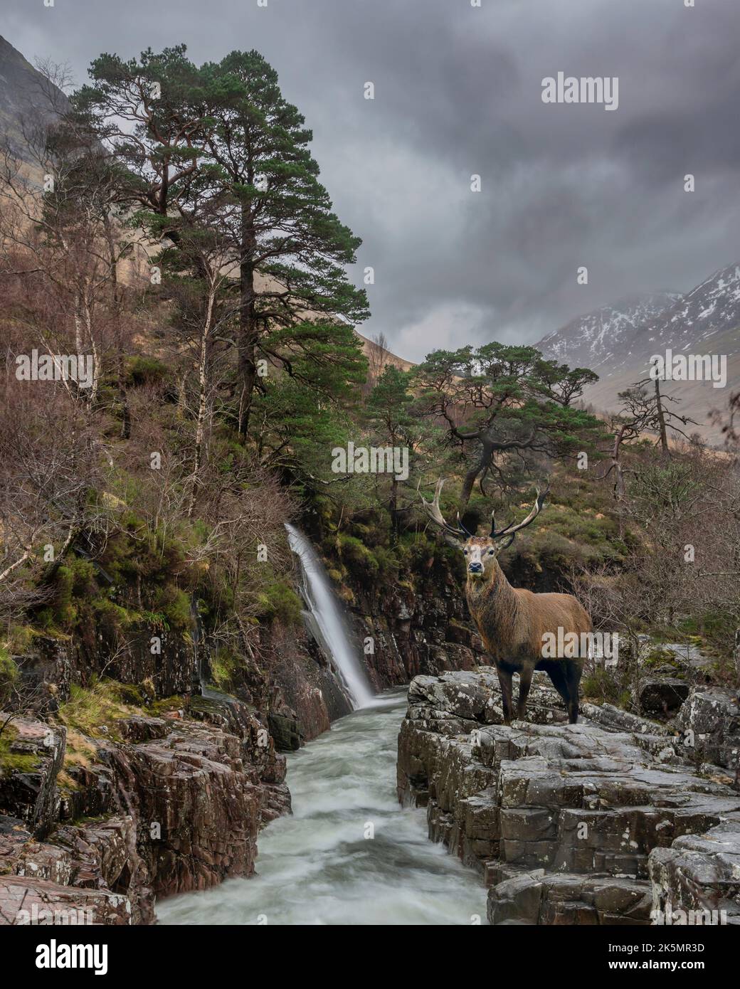 Immagine composita di cervo rosso nel bellissimo paesaggio invernale delle cascate River Etive e Skyfall Etive nelle Highlands scozzesi Foto Stock