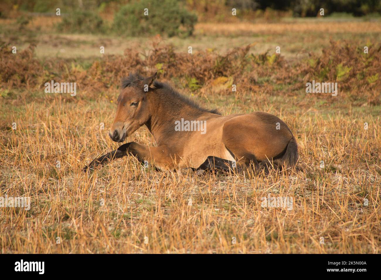 Pony New Forest pony Foto Stock