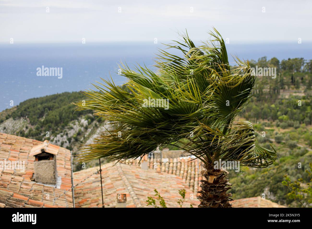 Palme che si muovono durante i venti forti durante una nuvolosa giornata primaverile sulla Costa Azzurra. Foto Stock