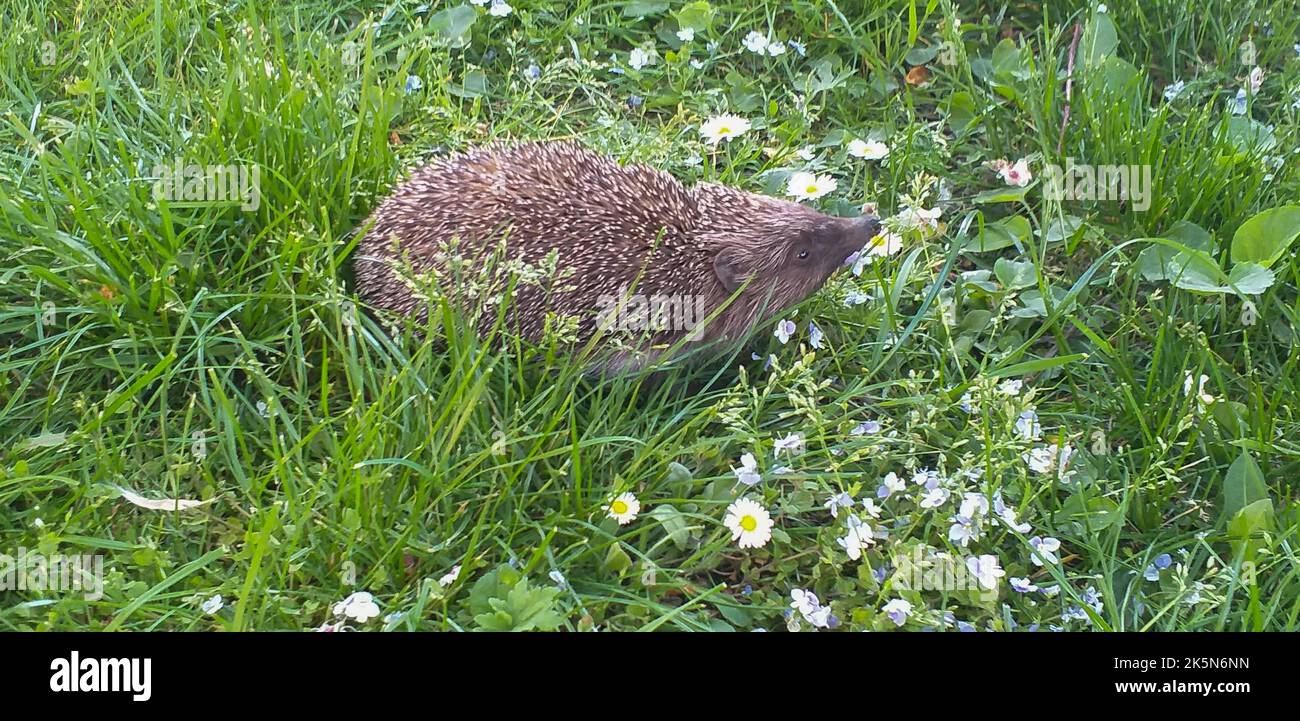 il riccio cammina nella lussureggiante erba verde Foto Stock
