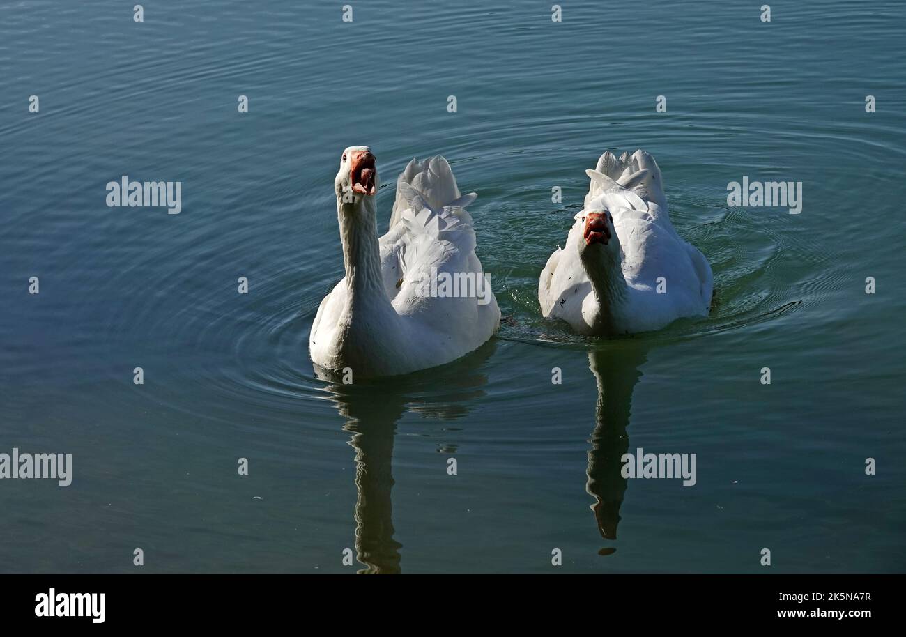 Due oche domestiche che vivono nel selvaggio. Emden oche attaccano. L'uomo va a casa! Foto Stock