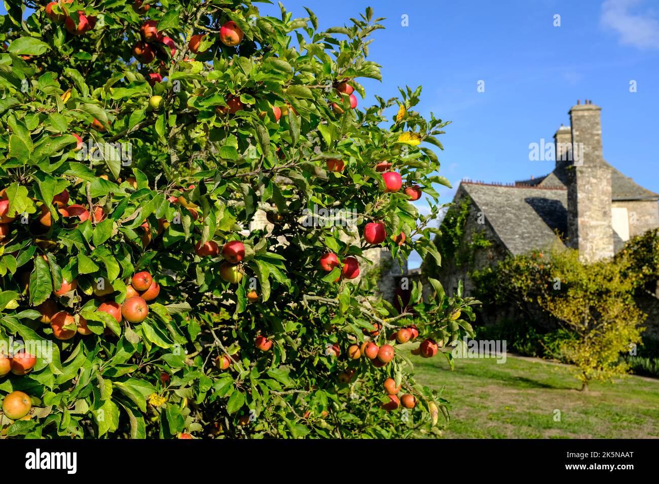Frankreich, Normandie, le Rozel, 18.09.2022: Reife, rote, Biologisch angebaute, ungespritzte Aepfel an einem alten Baum im Obstgarten des Chateaus du Foto Stock