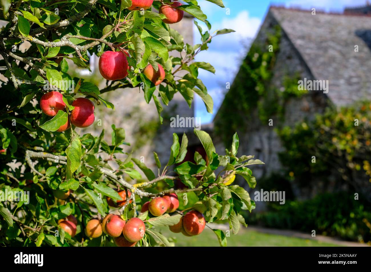 Frankreich, Normandie, le Rozel, 18.09.2022: Reife, rote, Biologisch angebaute, ungespritzte Aepfel an einem alten Baum im Obstgarten des Chateaus du Foto Stock