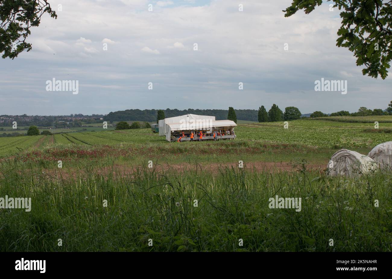 Lavoratori agricoli che raccolgono raccolti. Staffordshire. Isole Britanniche. 2022 Foto Stock