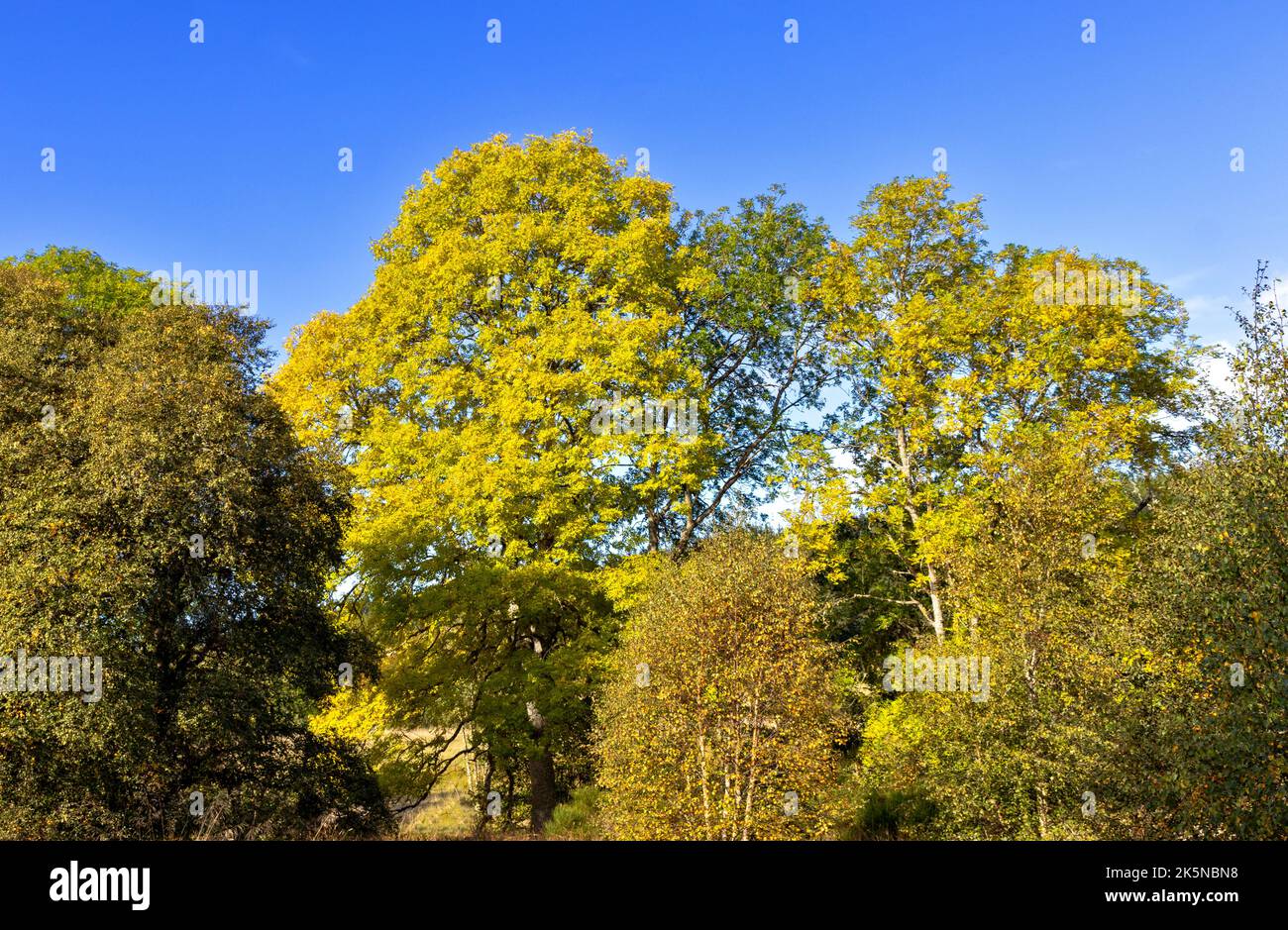 ALBERI DI FRASSINO FRAXINUS E BETULLE IN AUTUNNO SCOZIA Foto Stock