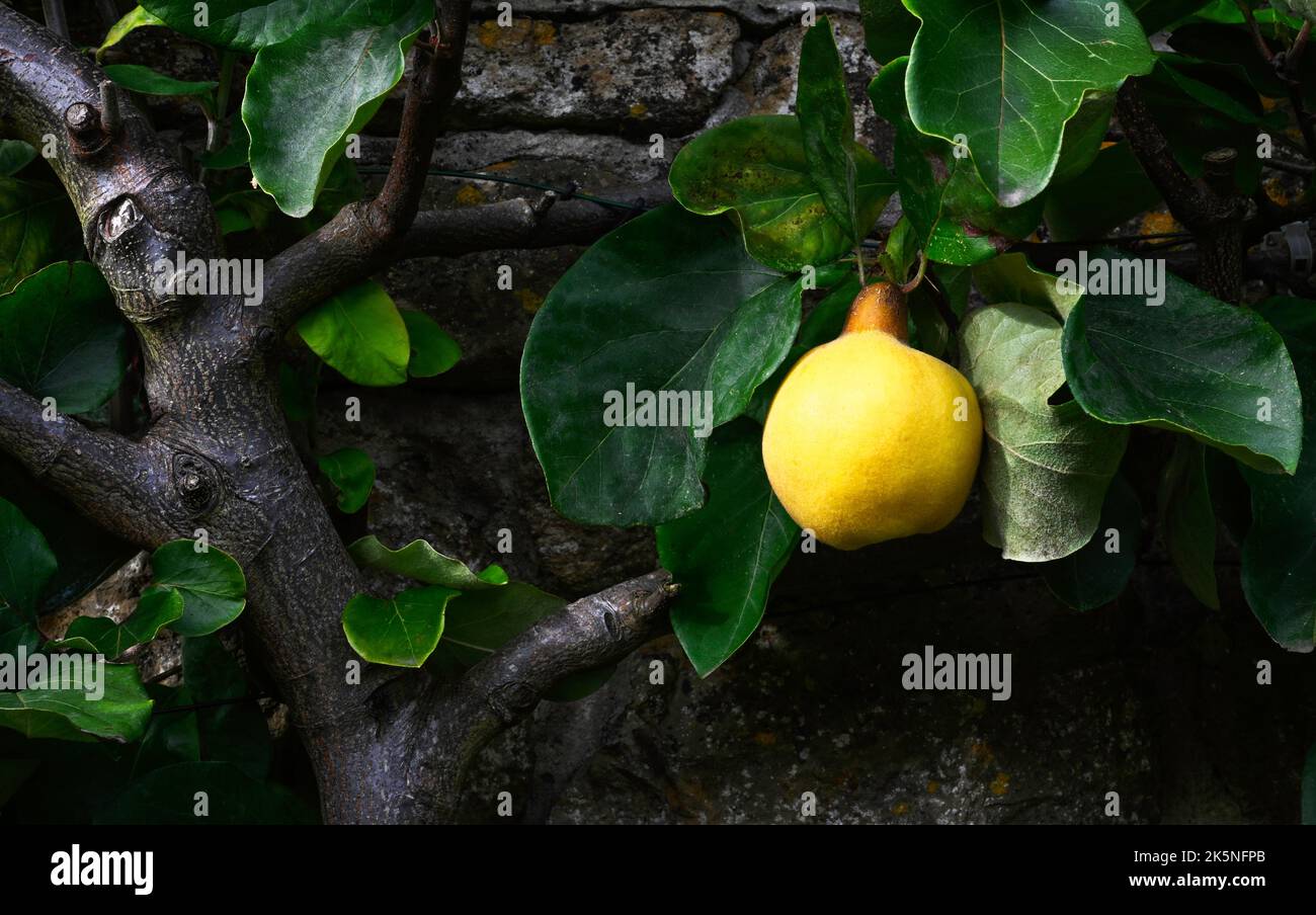 Singolo Quince su Epallier tipo albero contro un muro in un Somerset Garden Foto Stock