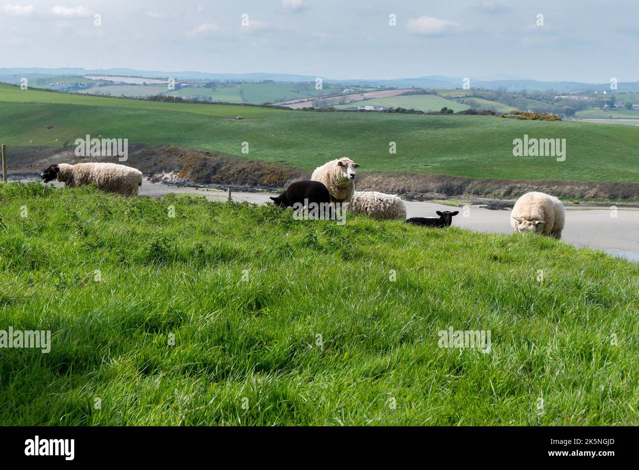Pecore pascolano in un prato. Qualche pecora in un pascolo del coltivatore. Pascolo libero di bestiame. Paesaggio agricolo. Pecora bianca su prato verde Foto Stock