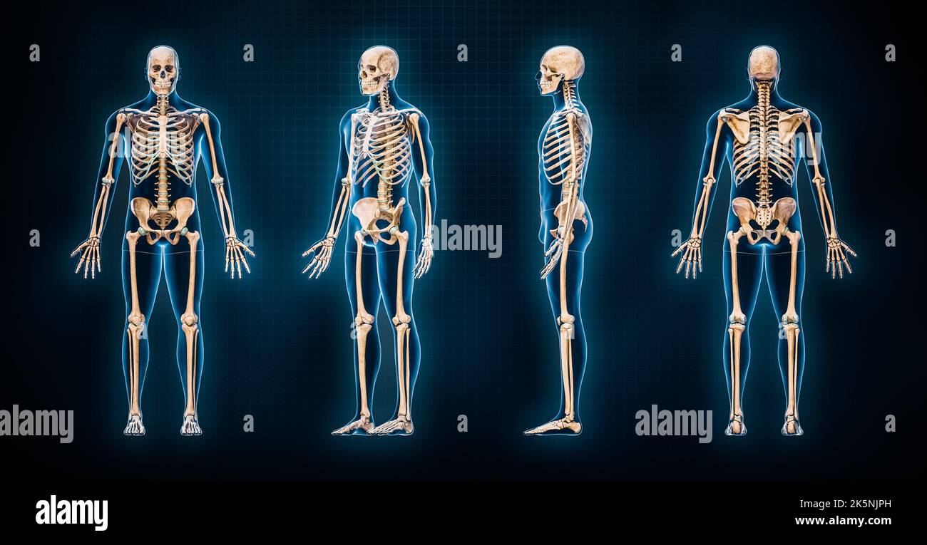 Rappresentazione accurata del sistema scheletrico umano 3D. Vista anteriore, laterale, posteriore e frontale di tre quarti dello scheletro con il corpo maschile contou Foto Stock