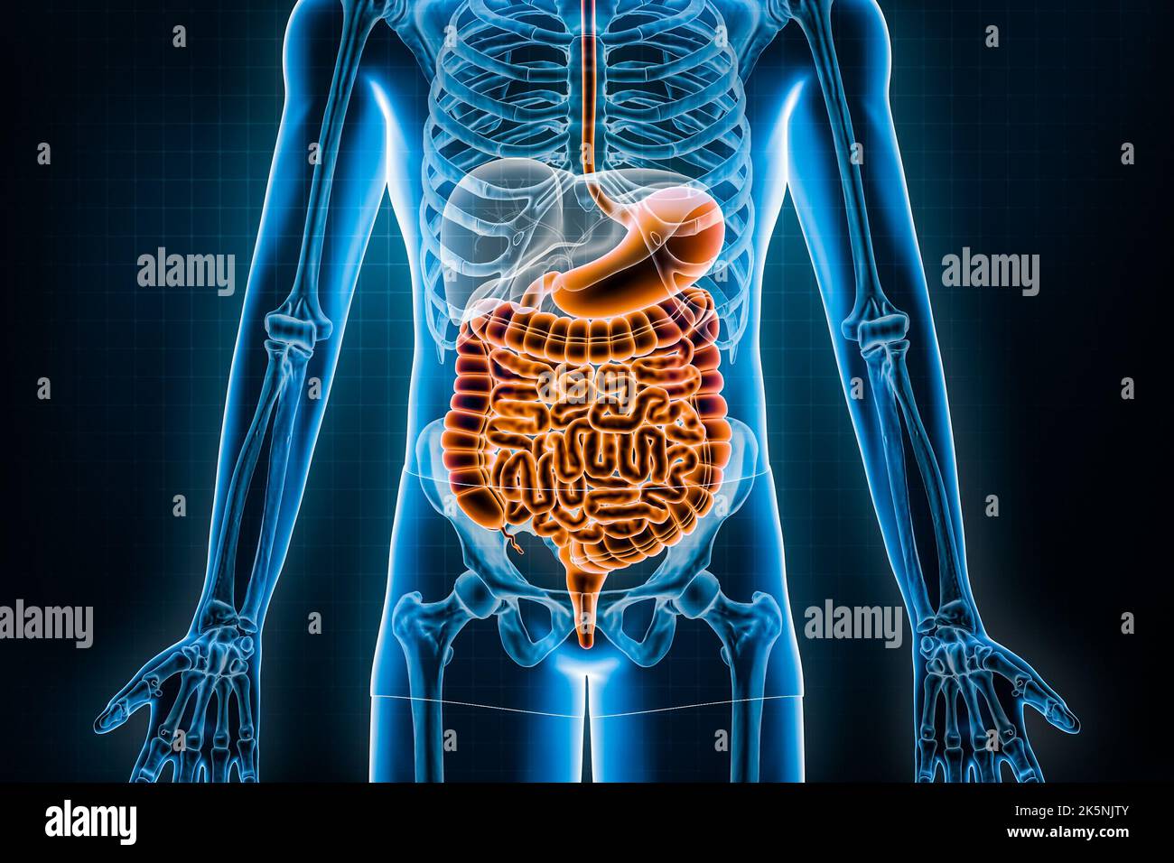 Illustrazione del tratto intestinale 3D. Vista anteriore o frontale dell'apparato digerente o dell'intestino umano. Anatomia, medicina, biologia, scienza, intest Foto Stock