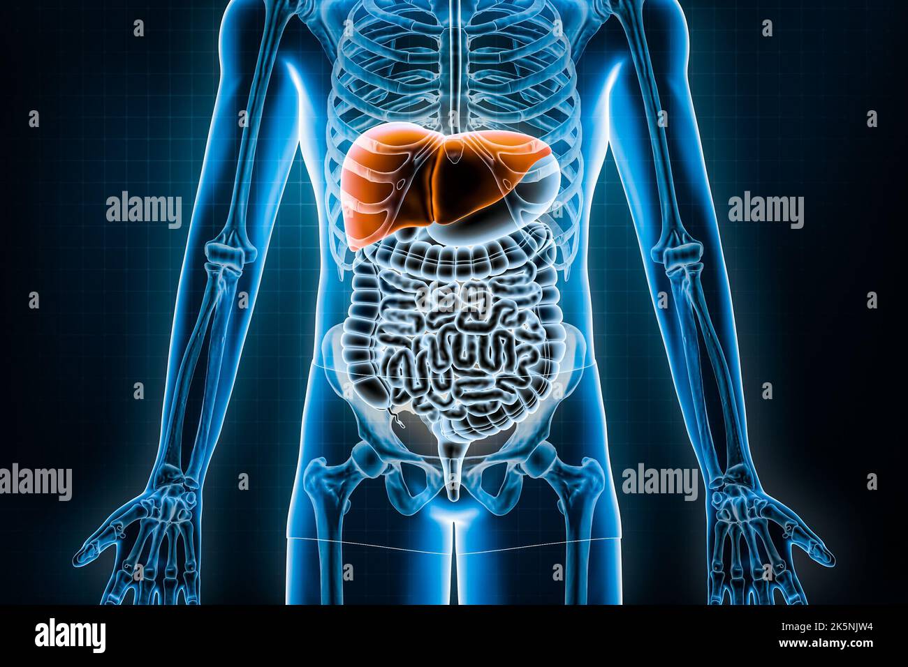 Rappresentazione di fegato 3D. Vista anteriore o anteriore dell'apparato digerente umano e del tratto gastrointestinale o dell'intestino. Anatomia, medicina, biologia, Foto Stock