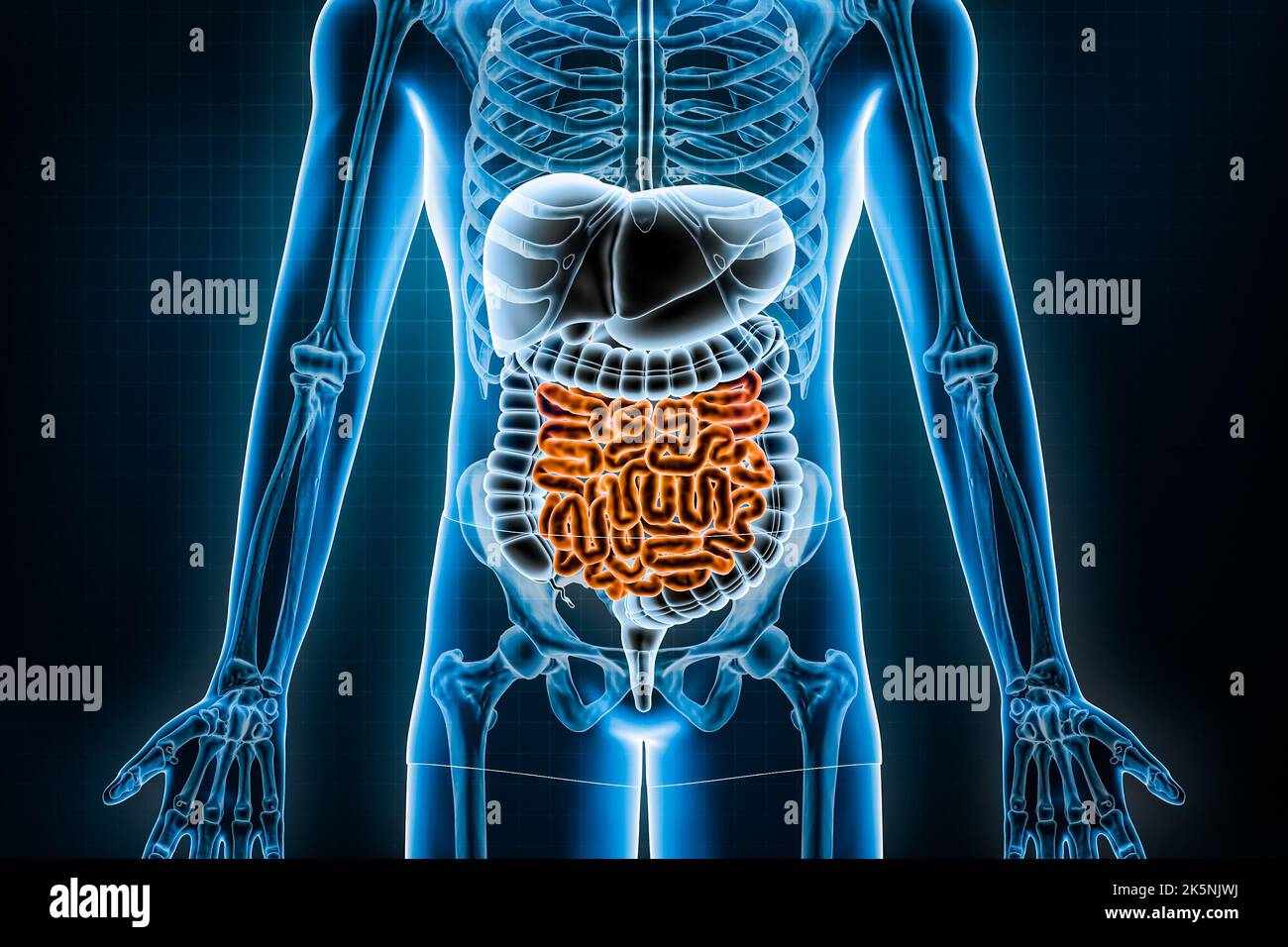 Illustrazione del sistema digestivo umano e del tratto gastrointestinale 3D. Vista anteriore o anteriore dell'intestino tenue o intestinale. Anatomia, medicina, bio Foto Stock