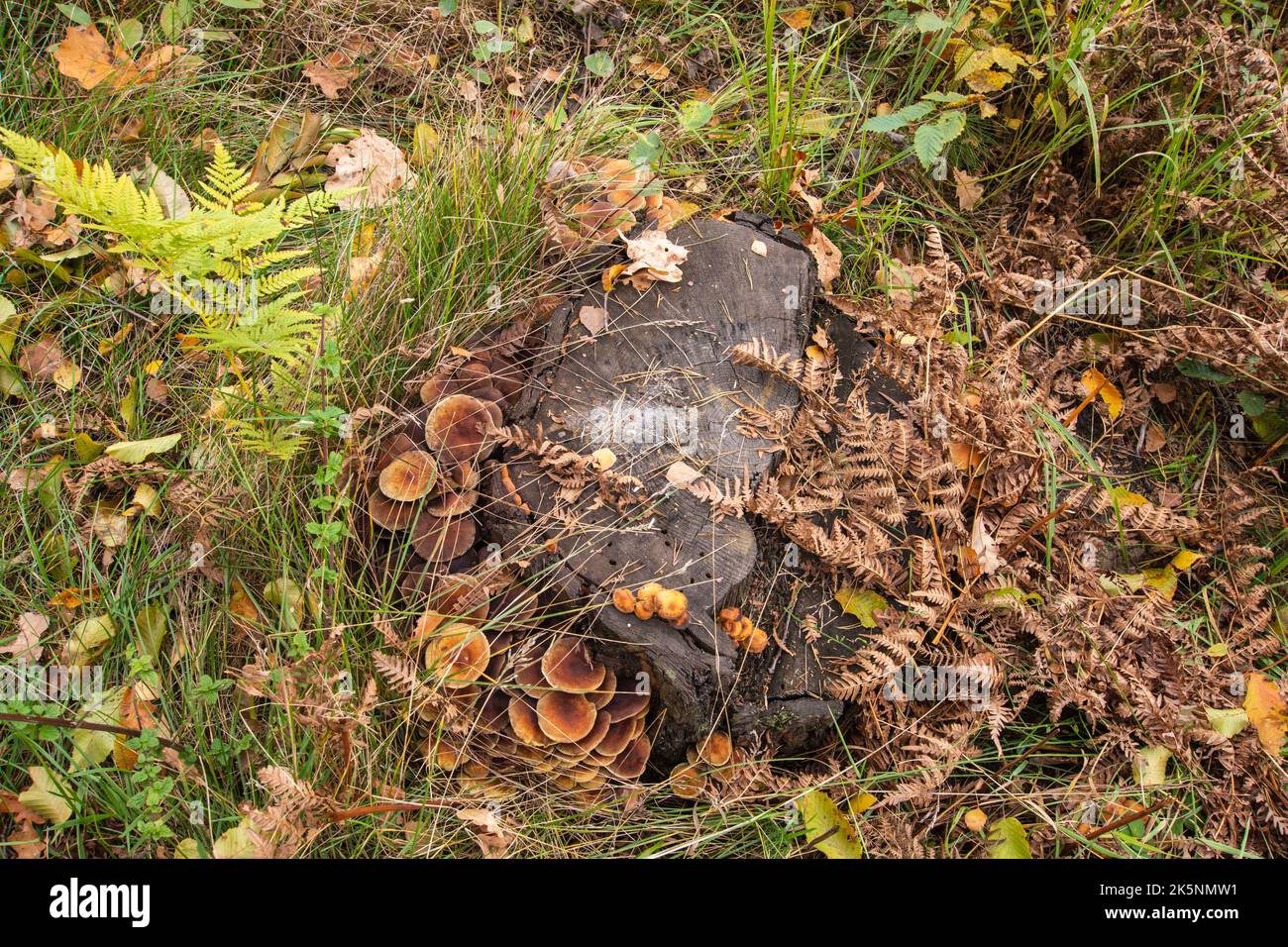Funghi e micelio su un vecchio ceppo in mezzo alla foresta in un giorno di autunno limpido. Foto Stock