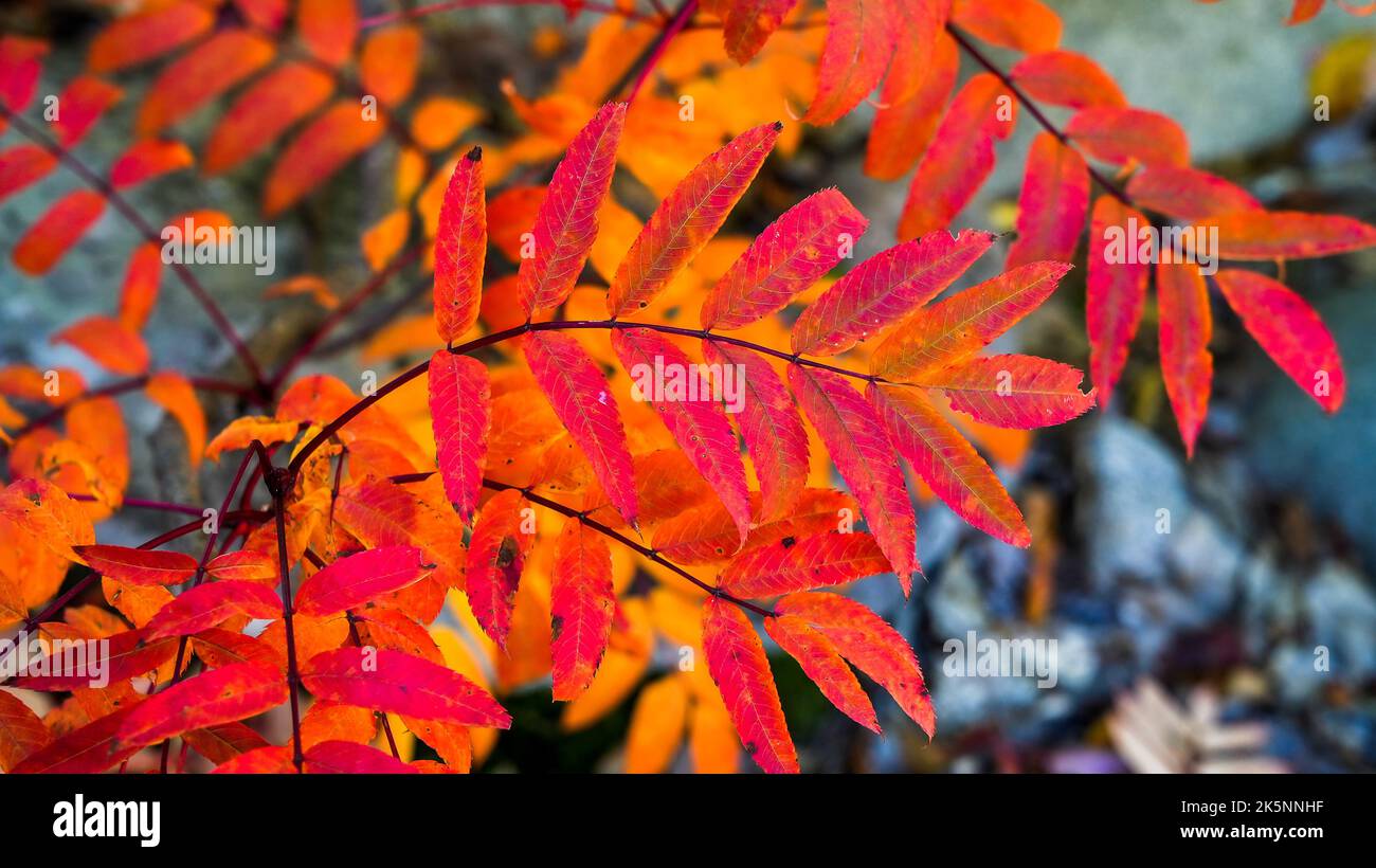 Foglie colorate in autunno primo piano sfondo Foto Stock