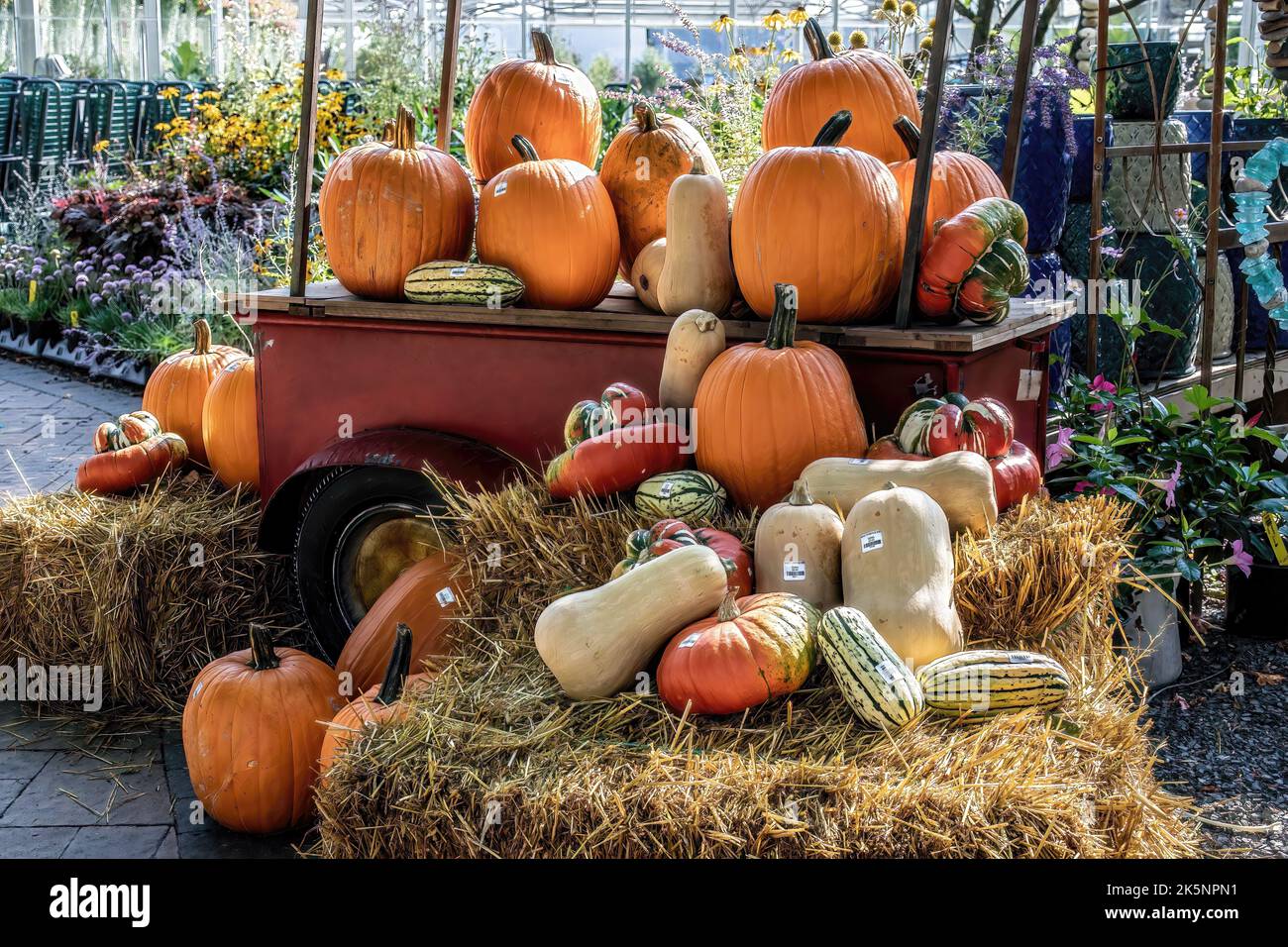 Esposizione autunnale di zucche e squash invernali in una tarda giornata estiva all'Abrahamson Nurseries di Scandia, Minnesota USA. Foto Stock